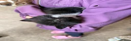 Mixed Breed cats for sale: Tuxedo girl kitten  - Advert 4