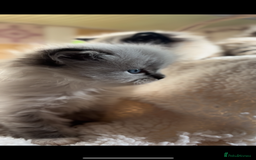 Ragdoll cats for sale: 🌟TICA🌟Champion Ragdoll🏆🏆🏆 - Image 8