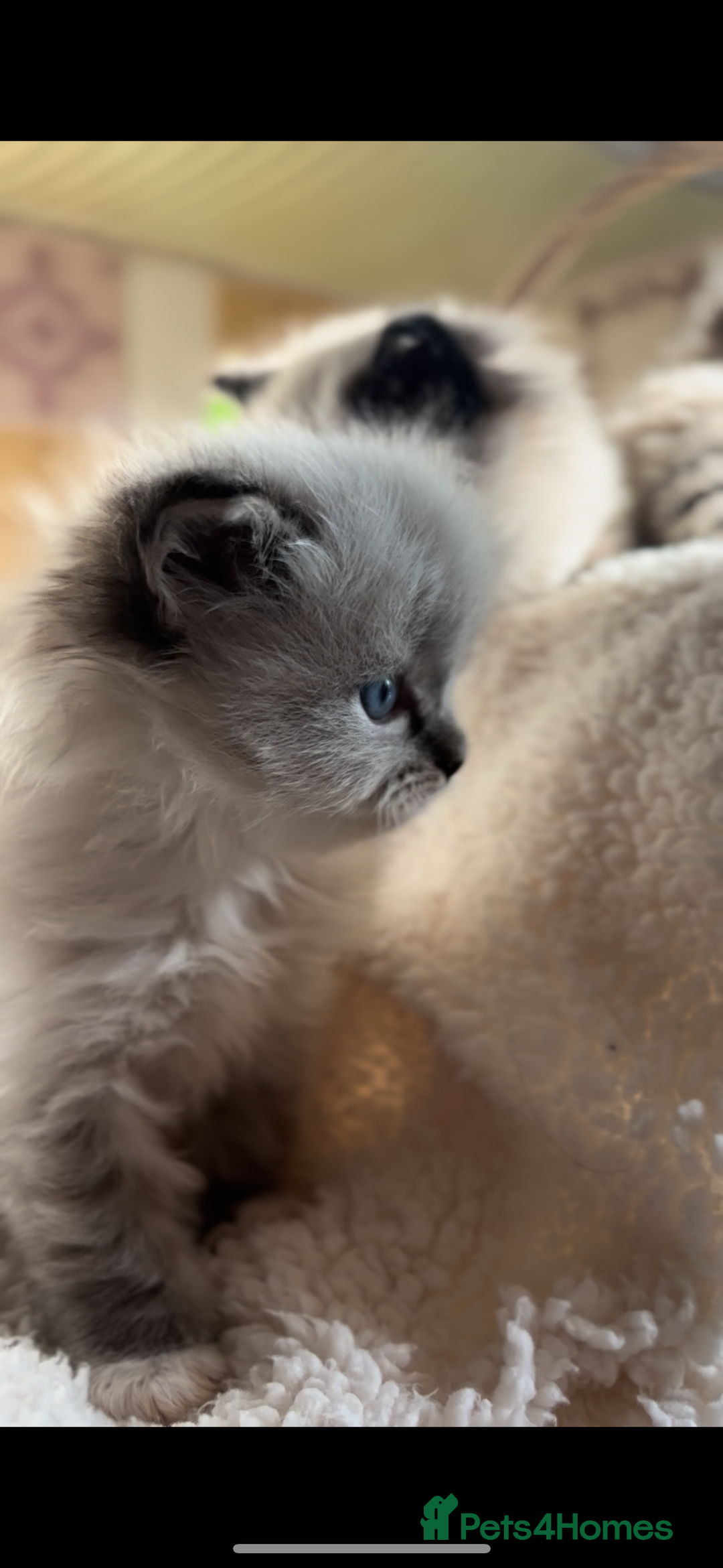 Ragdoll cats for sale: 🌟TICA🌟Champion Ragdoll🏆🏆🏆 - Image 8