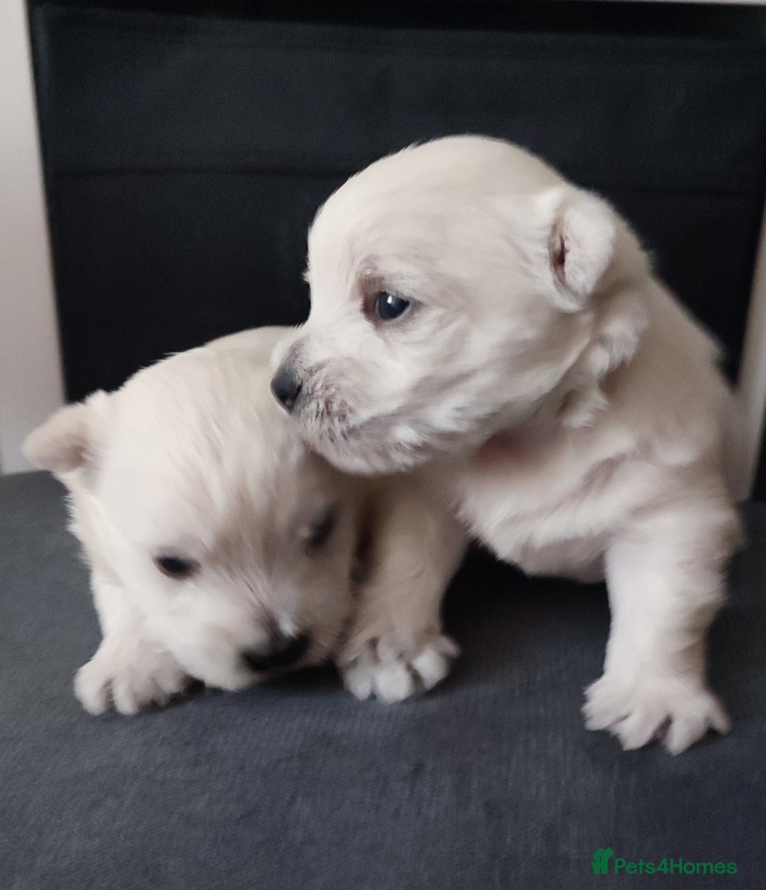 West Highland Terrier dogs for sale: Two RKC adorable and pure westies girls for sale - Advert 1