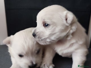 West Highland Terrier dogs Two RKC adorable and pure westies girls for sale - Advert 4