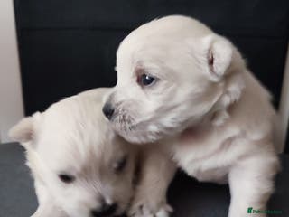 West Highland Terrier dogs Two RKC adorable and pure westies girls for sale - Advert 1