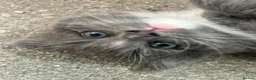 Ragdoll cats for sale: FLUFFY MISCHIEFS READY NOW!!! Ragdoll cross boys - Advert 14