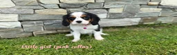 Cavalier King Charles Spaniel dogs for sale: Beautiful health tested cavalier King Charles  - Advert 25