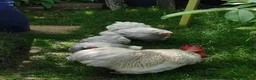 Chickens poultry for sale: Pekin Bantam Hatching Eggs For Sale Mixed Colours - Advert 10