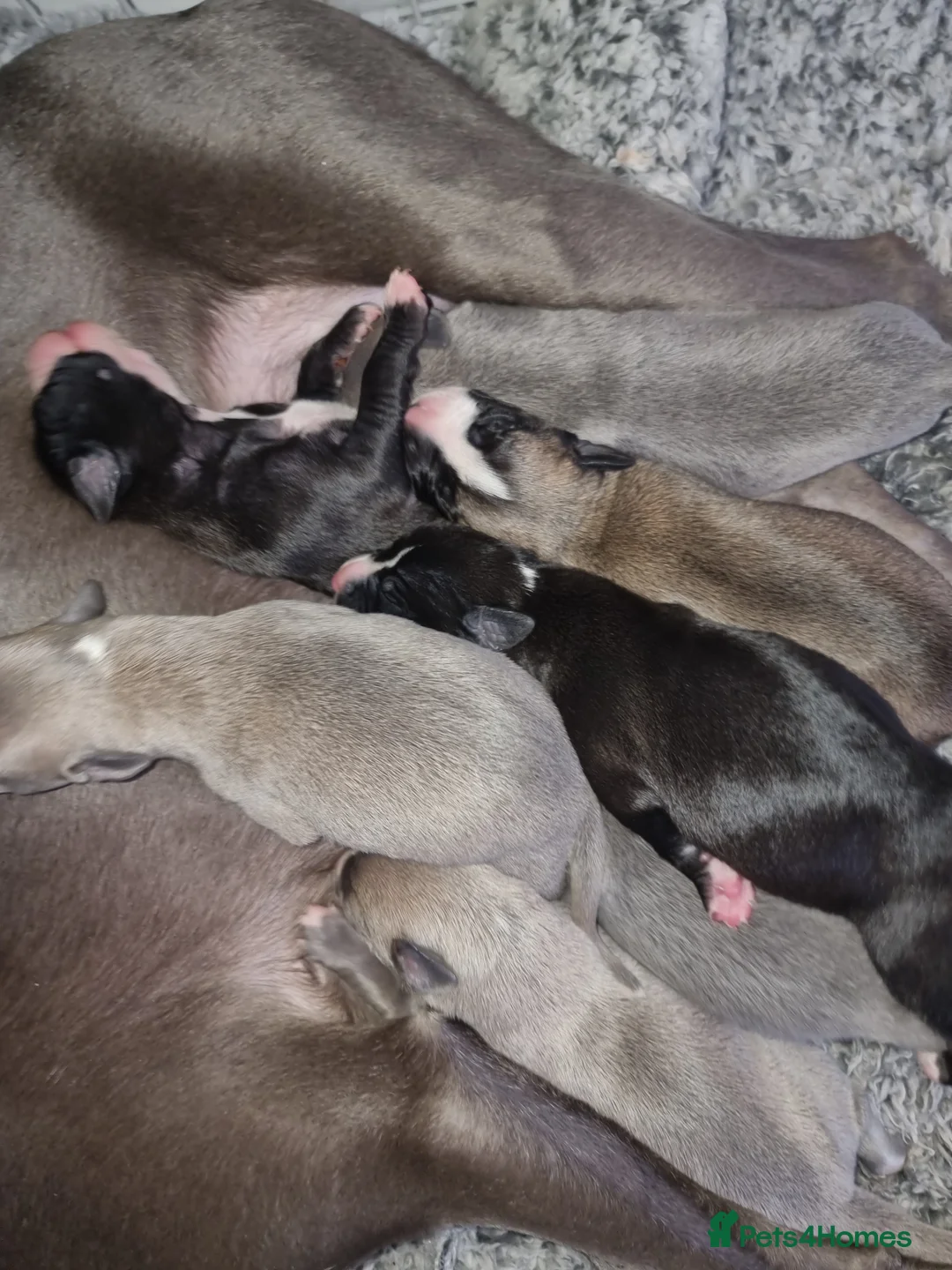 Whippet dogs for sale: Blue girl available  - Advert 2
