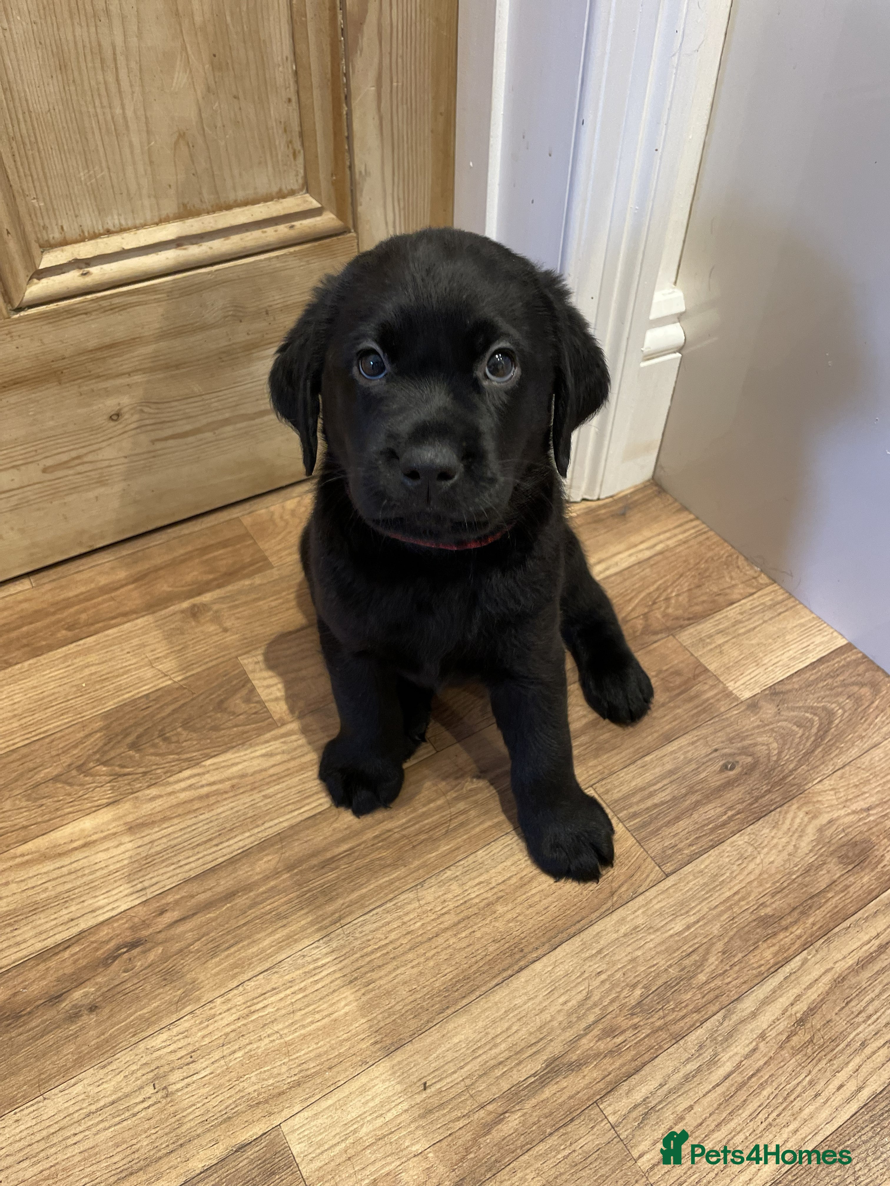 Labrador Retriever dogs Beautiful KC registered Black lab puppy - last boy - Advert 13