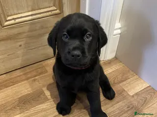 Labrador Retriever dogs Beautiful KC registered Black lab puppy - last boy - Advert 13