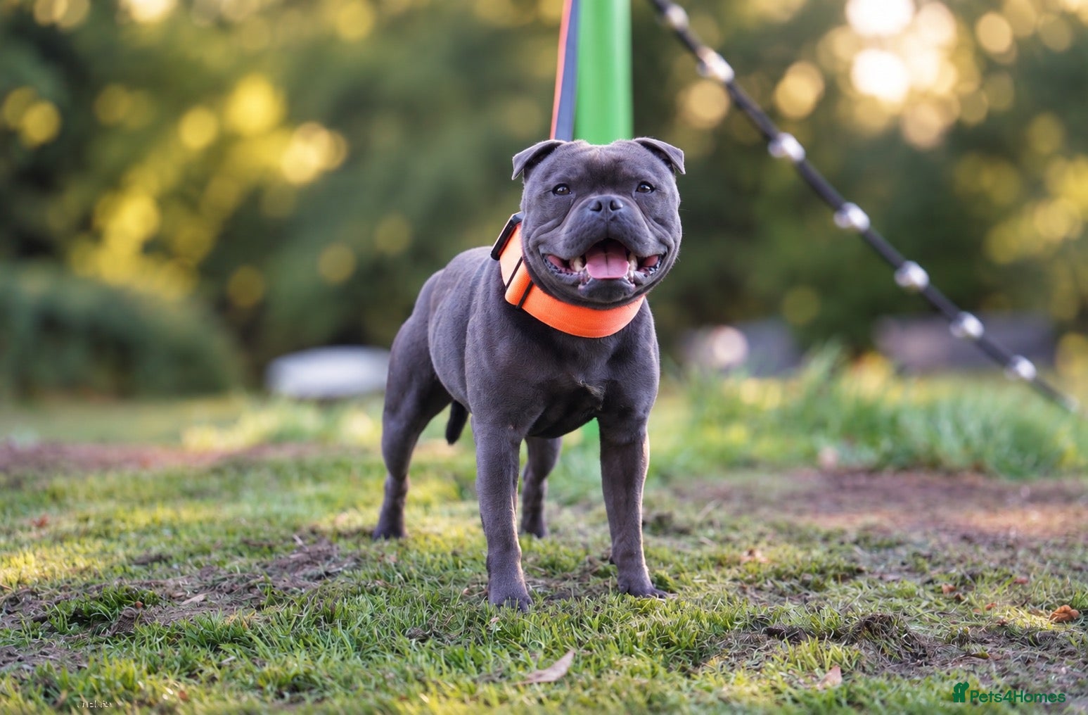 Staffordshire Bull Terrier dogs THE UK’S 🇬🇧 NEXT BEST BLUE STUD! 🐾  - Advert 4