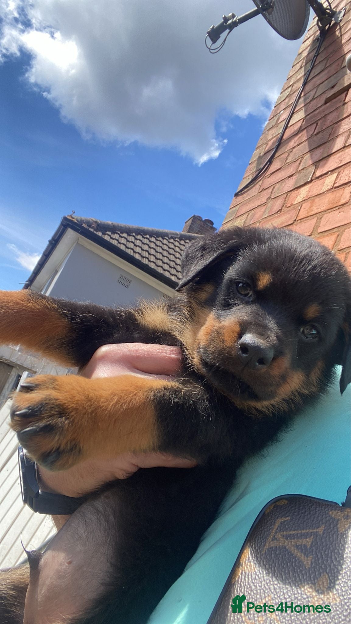 Rottweiler dogs Rottweiler puppies  - Advert 14