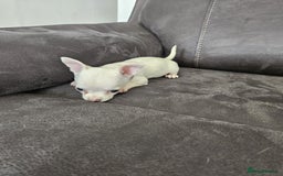 Chihuahua dogs for sale: Chihuahua for sale  - Image 17