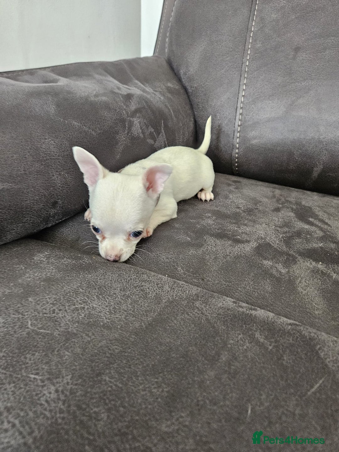 Chihuahua dogs for sale: Chihuahua for sale  - Image 17