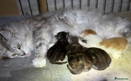 Maine Coon cats for sale: Beautiful Maine Coon kittens - Image 6