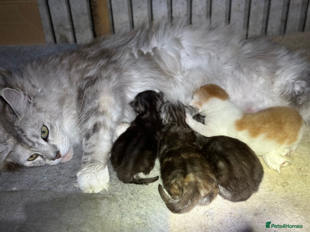 Maine Coon cats for sale: Beautiful Maine Coon kittens - Image 6