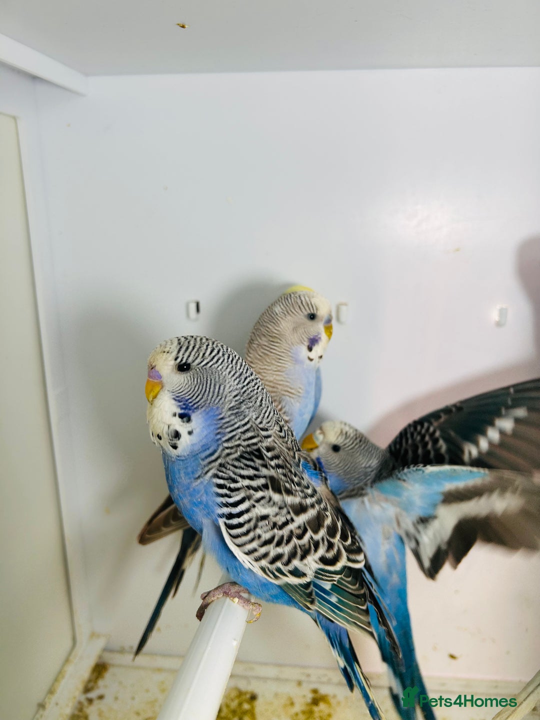 Budgerigars birds for sale: Stunning baby rainbow/pied budgies  in Luton - Image 25