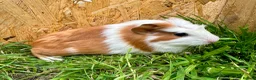 Guinea Pig rodents for sale: Young Guinea pigs  - Advert 11