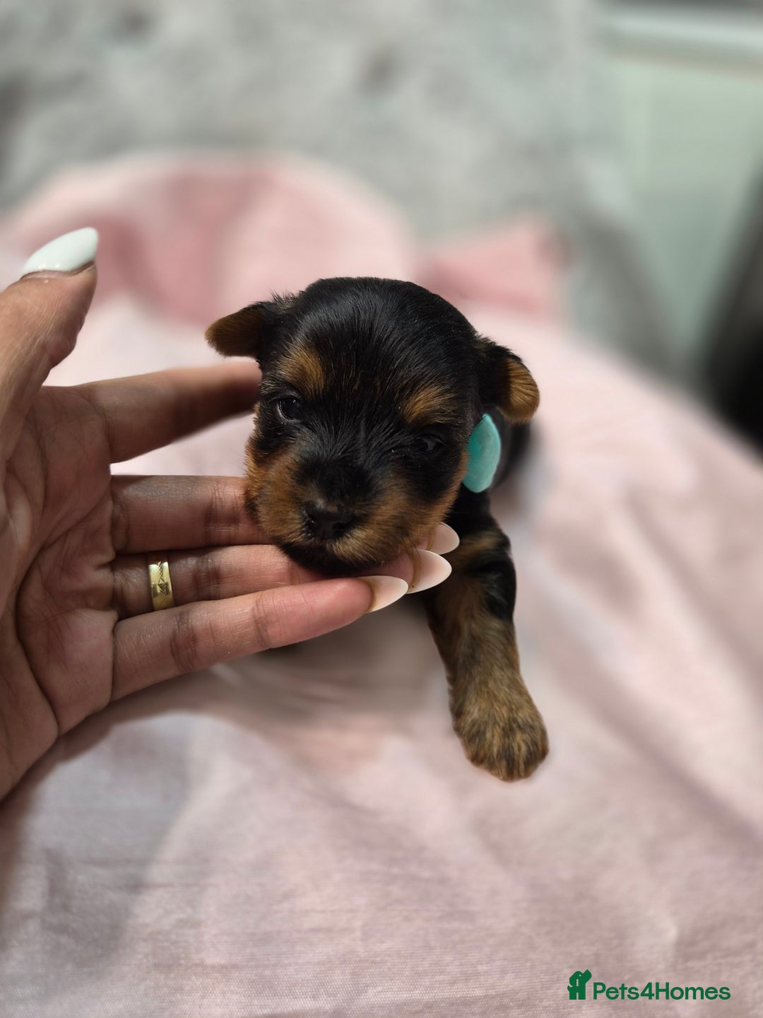 Yorkshire Terrier dogs for sale: Beautiful 7-puppies Yorkshire Terrier - Advert 9