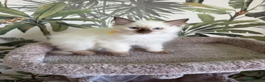 Ragdoll 2