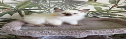 Ragdoll cats for sale: 👑 SEAL POINT RAGDOLL KITTENS 👑 - Advert 9