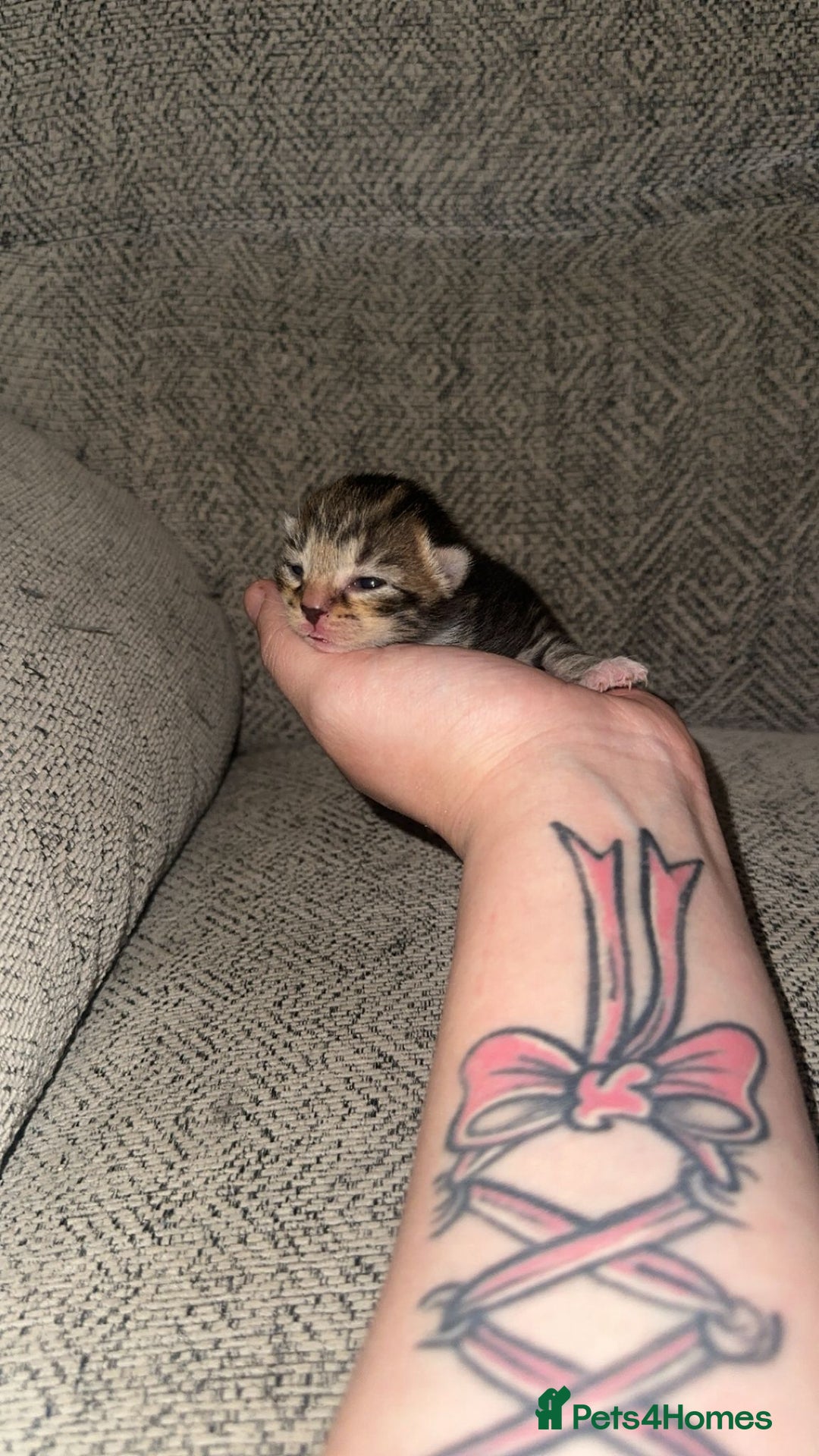 Mixed Breed cats for sale: 4 beautiful kittens - Advert 6