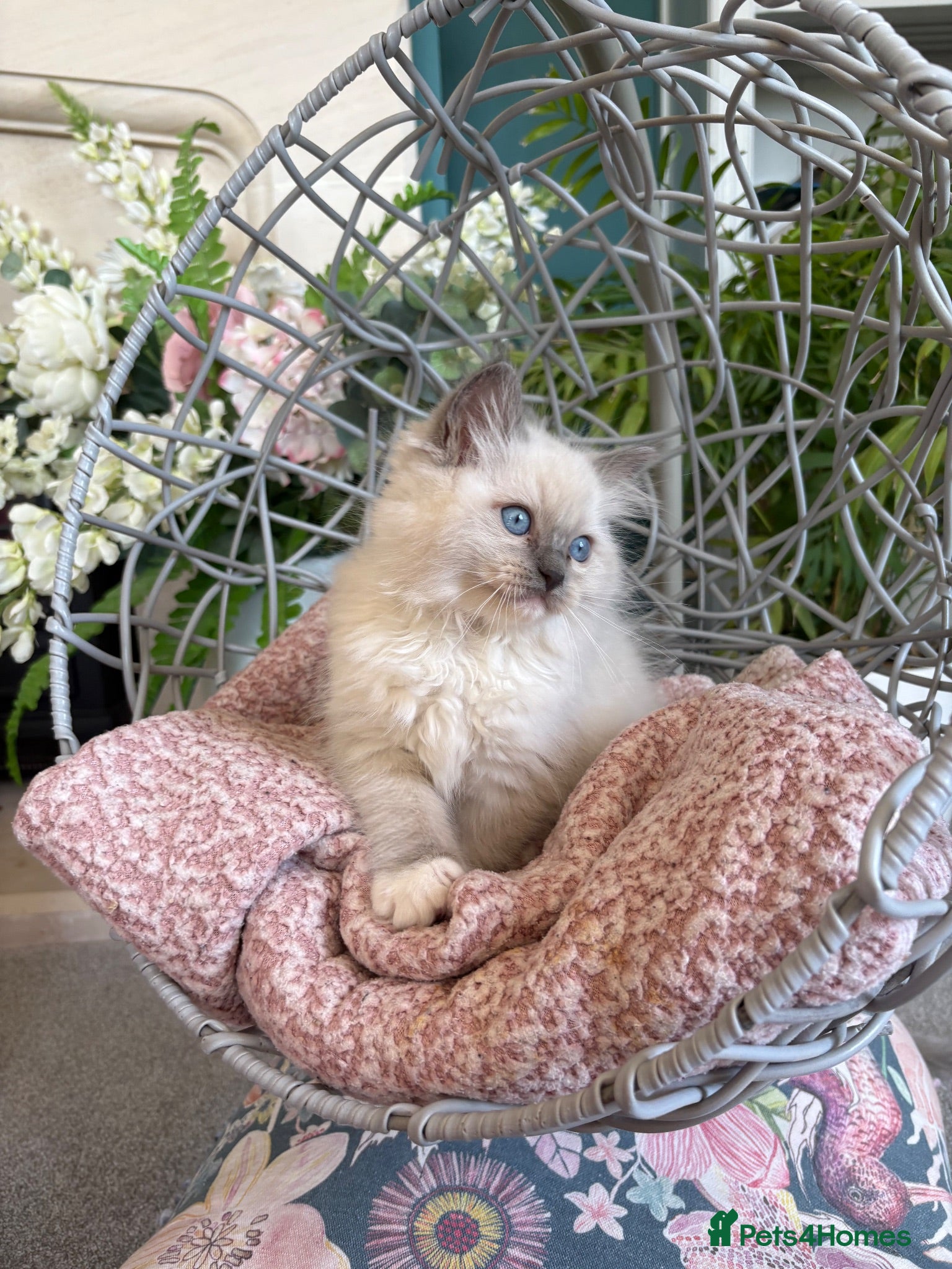 Ragdoll cats TICA & GCCF ragdoll kittens - Advert 1
