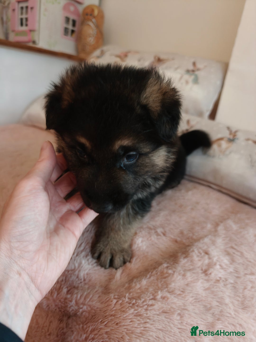 German Shepherd dogs for sale: German Shepherd Puppies - Advert 10