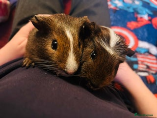 Guinea Pig rodents 2 boars for sale - Advert 1