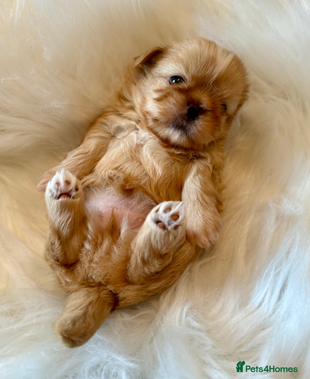 Shih Tzu dogs for sale: Stunning Imperial Shih Tzu’s  - Image 3