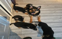 German Shepherd dogs for sale: GLENCONNER GERMAN SHEPHERDS  - Image 13