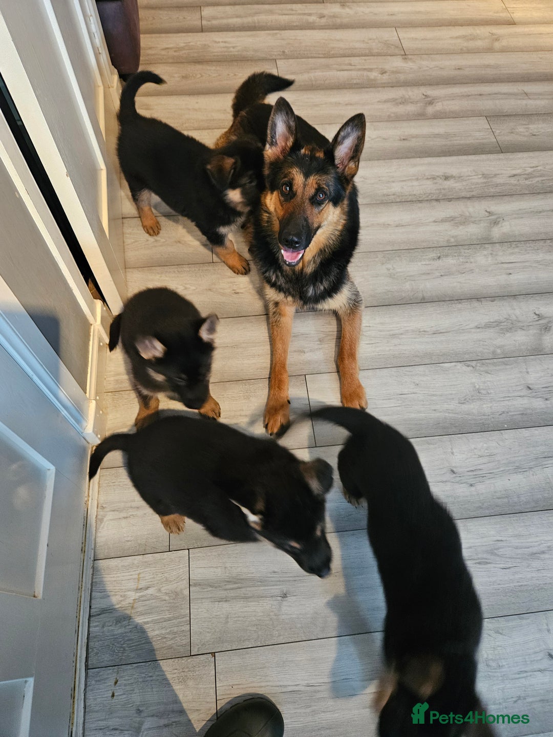 German Shepherd dogs for sale: GLENCONNER GERMAN SHEPHERDS  - Image 13