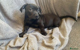 Mixed Breed dogs for sale: Dachabull (dachsund x olde English bulldog) - Image 1