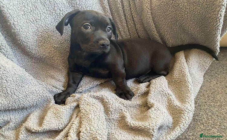 Mixed Breed dogs - Advert 1