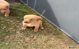 Labrador Retriever dogs for sale: Labrador puppies - Image 3