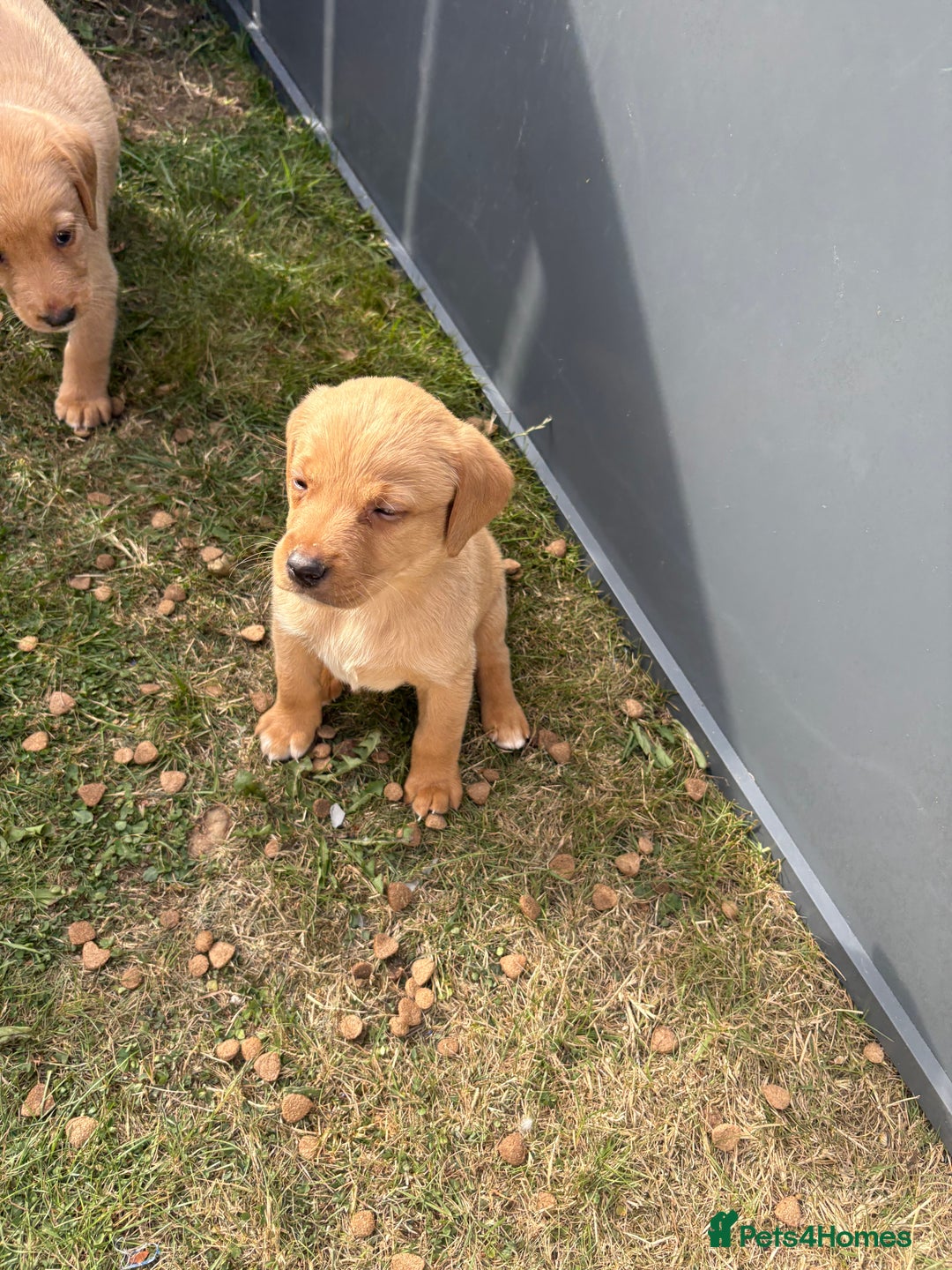 Labrador Retriever dogs for sale: Labrador puppies - Image 3
