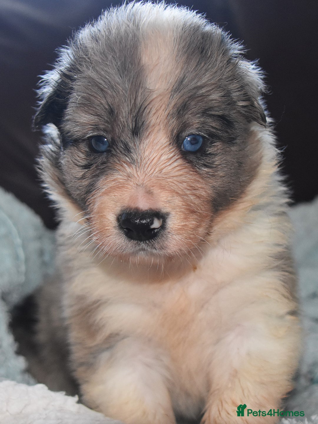 Border Collie dogs for sale: chunky collie pups - Advert 1