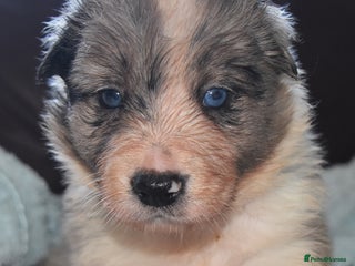 Border Collie dogs chunky collie pups - Advert 10