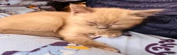 Siamese cats for sale: Siamese x Persian kittens 🐾 - Advert 23