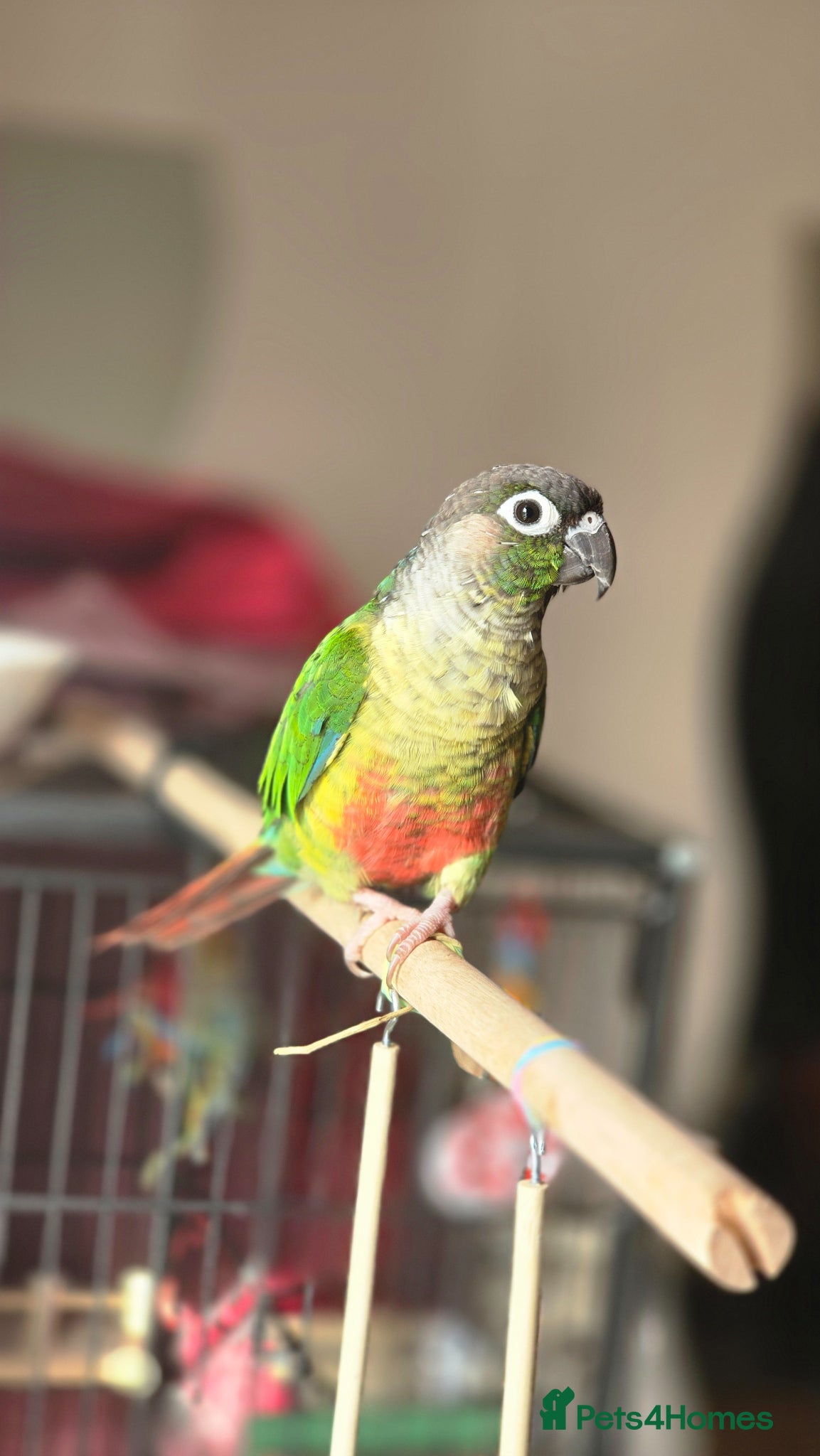 Conures birds Greencheeck/pineapple conure for sale  - Advert 2