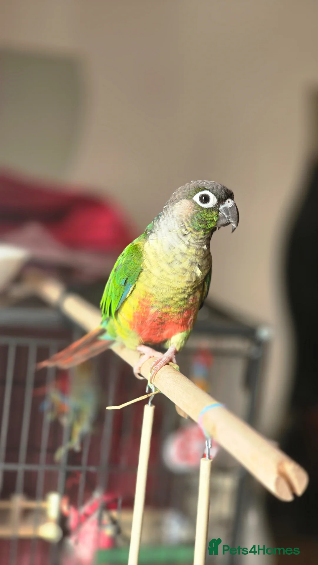 Conures birds for sale: Greencheeck/pineapple conure for sale  in Leeds - Advert 1