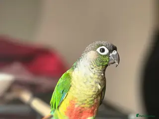 Conures birds Greencheeck/pineapple conure for sale - Advert 4