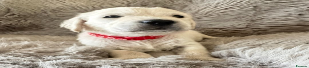 Golden Retriever red collar 