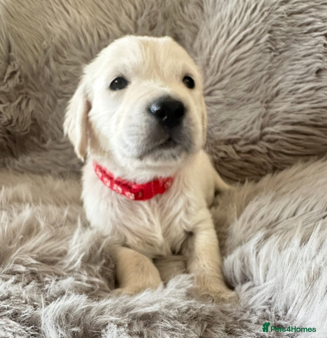 Golden Retriever dogs for sale: KC REGISTERED GOLDEN RETRIEVER PUPS - Image 12