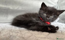 Maine Coon cats for sale: MainecoonxBritish (JOSIE please message me ) - Image 2