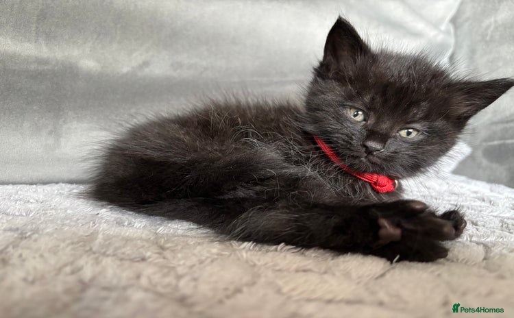 Maine Coon cats - Advert 3