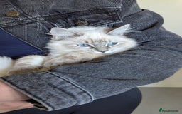 Ragdoll cats for sale: Beautiful blue lynx girlie.  - Image 3