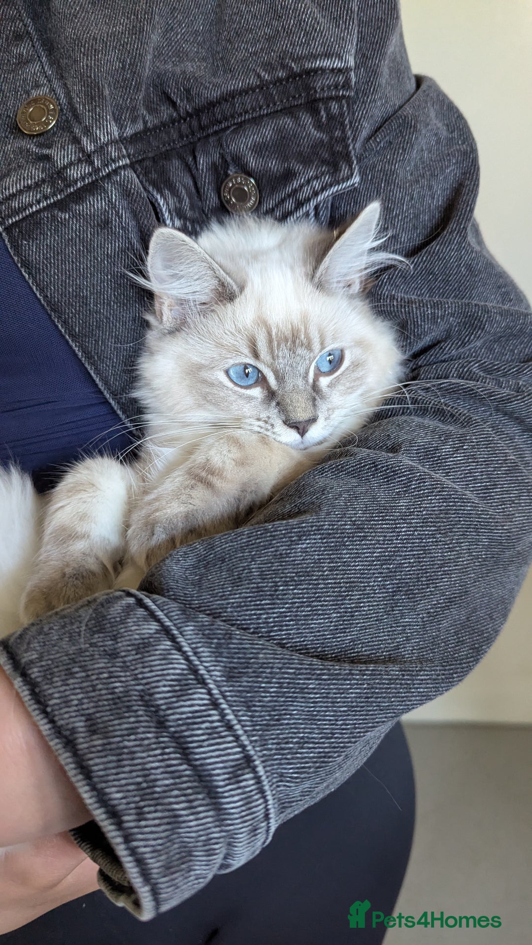 Ragdoll cats for sale: Beautiful blue lynx girlie.  - Image 3