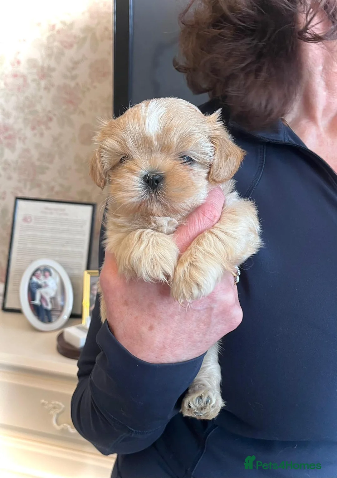 Shih Tzu dogs for sale: Imperial Shih Tzu puppies in Dorchester - Advert 5