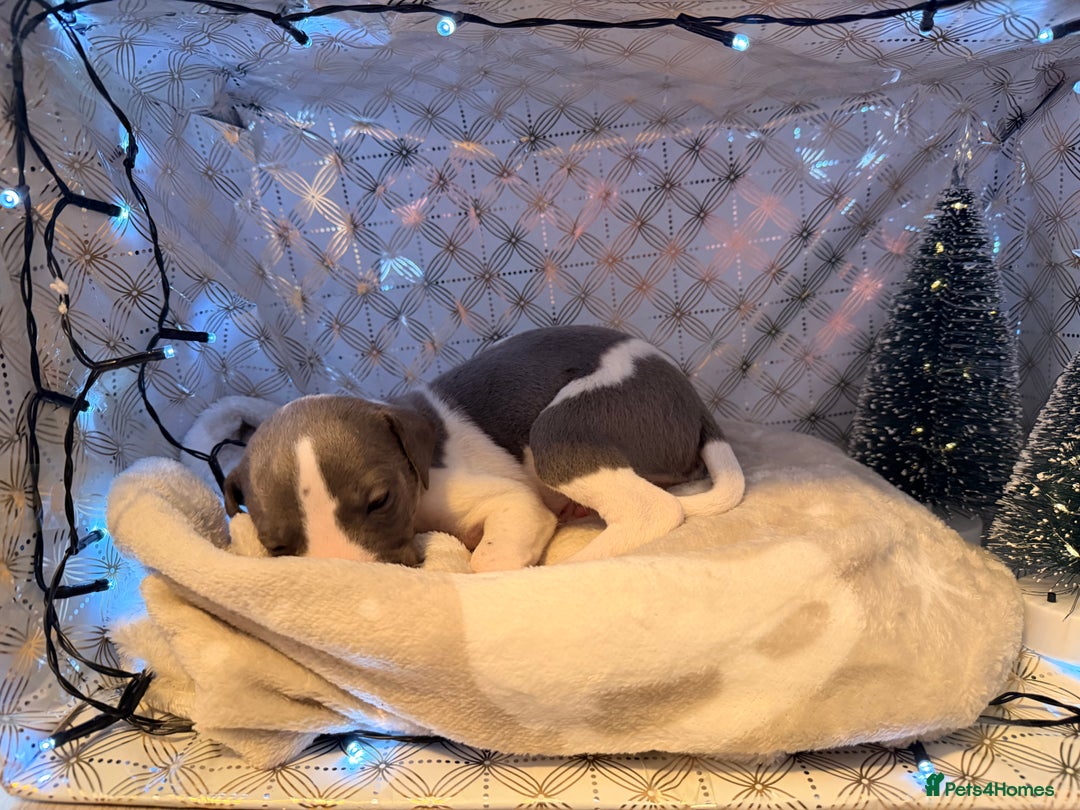 Whippet dogs for sale: Whippets  - Advert 24