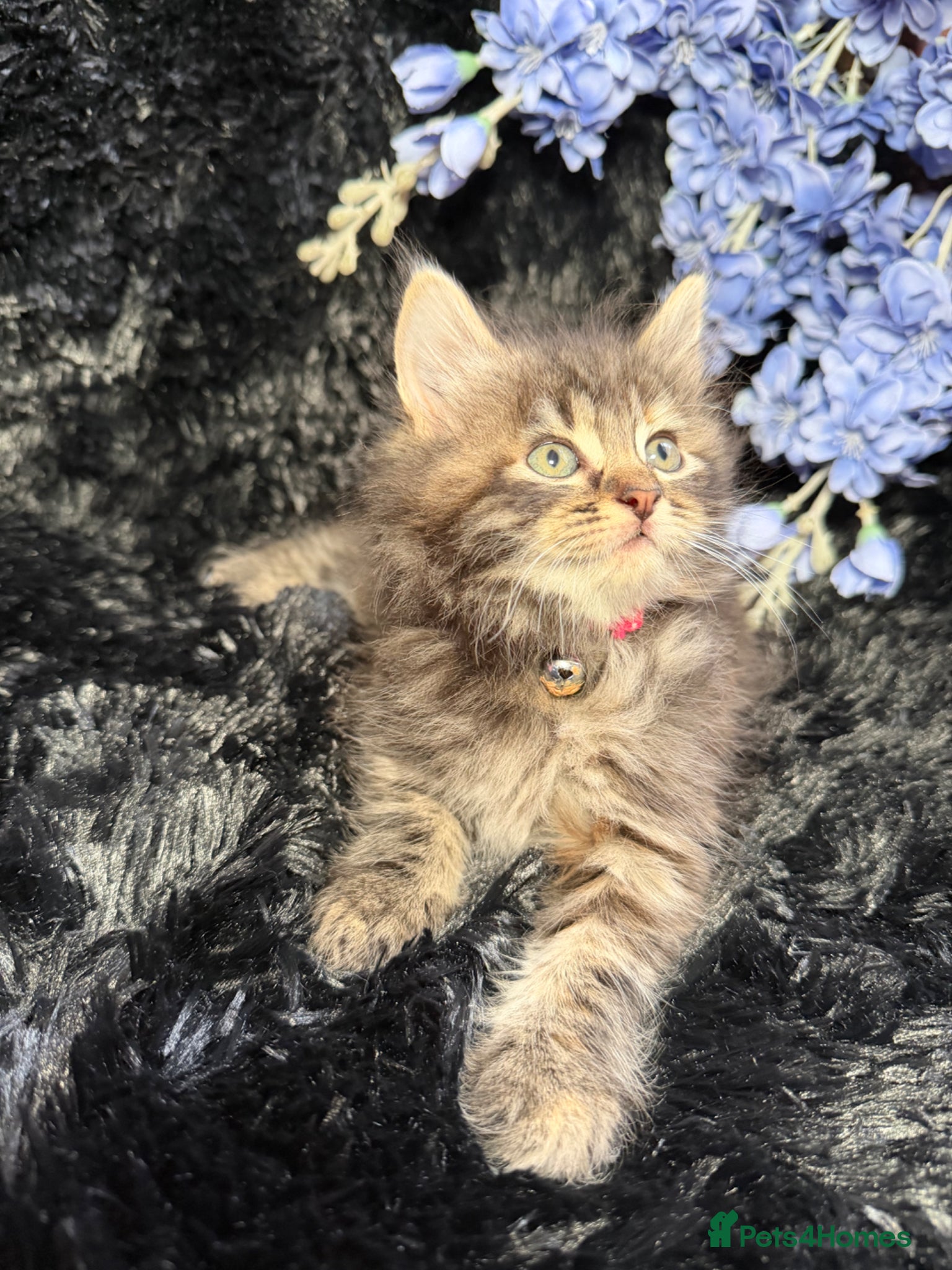 LaPerm cats 💕Beautiful LaPerms Ready to Reserve💕 - Advert 10