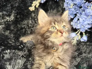 LaPerm cats 💕Beautiful LaPerms Ready to Reserve💕 - Advert 18